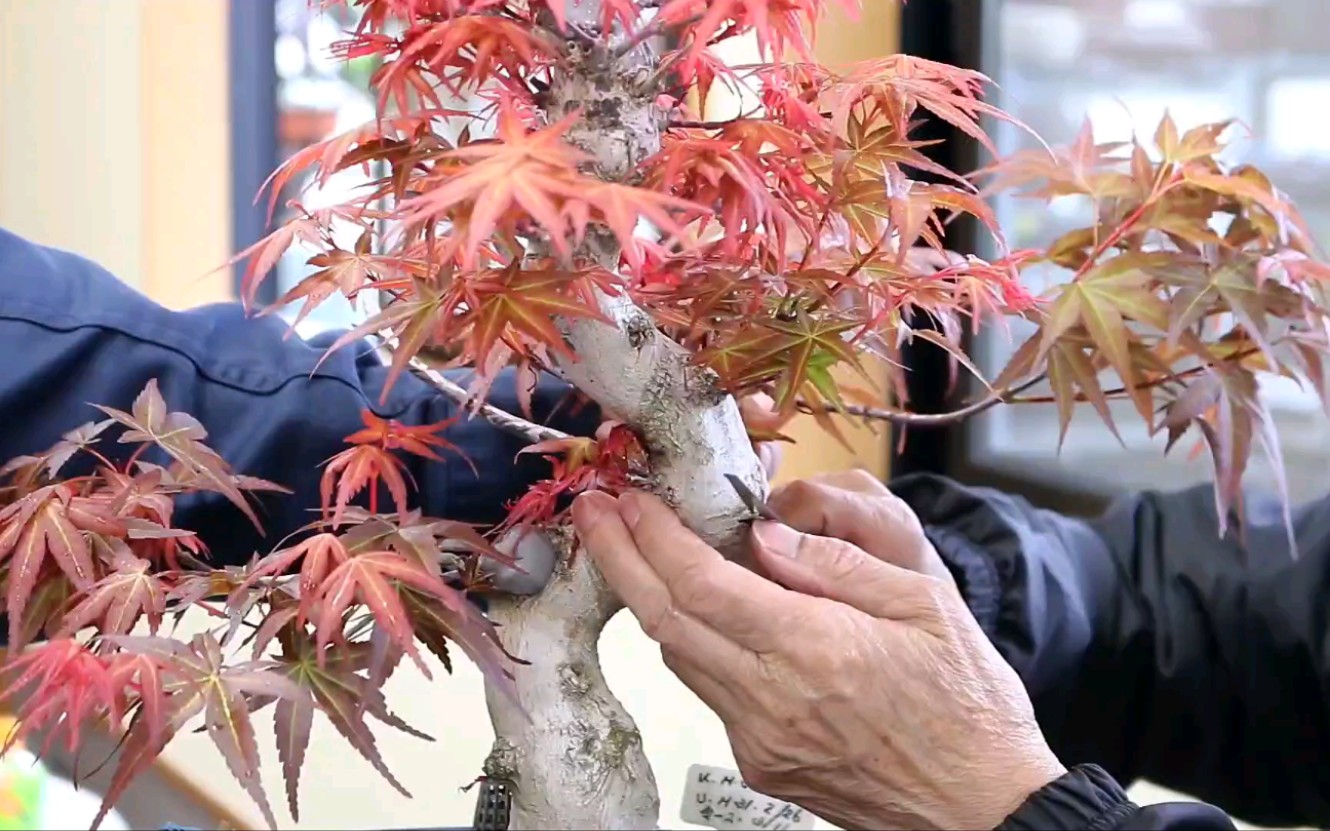 枫树枝条靠接法演示