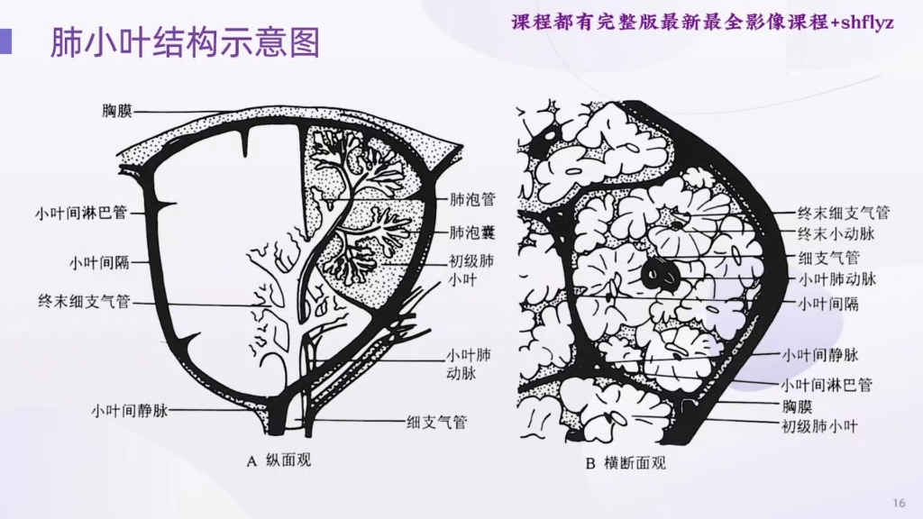 肺小叶 结构图图片