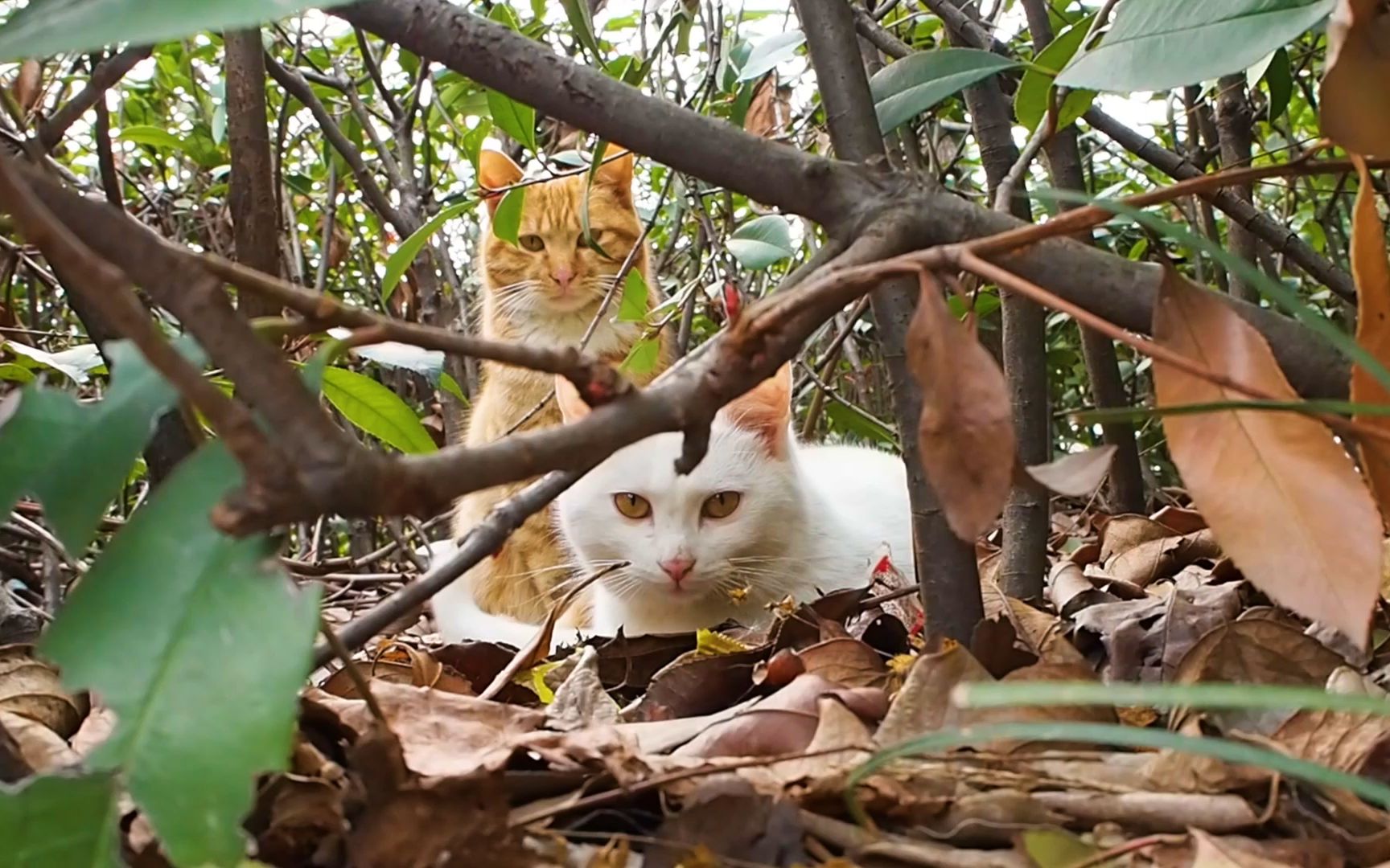 橘猫追着白猫钻进小树林非要做羞羞的事情,被无情拒绝后,橘猫竟然原地