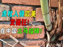 Télécharger la video: 虎杖在英国泛滥，每年花90亿无法清除，为何我国却又做菜又来卖？