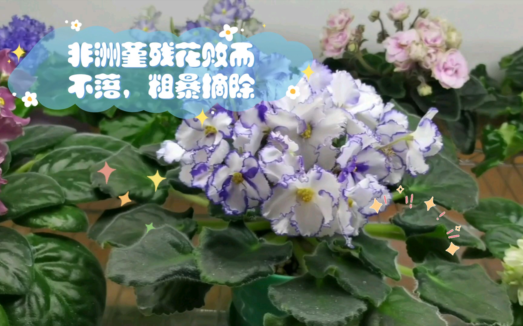 非洲堇残花败而不落,粗暴摘除哔哩哔哩bilibili