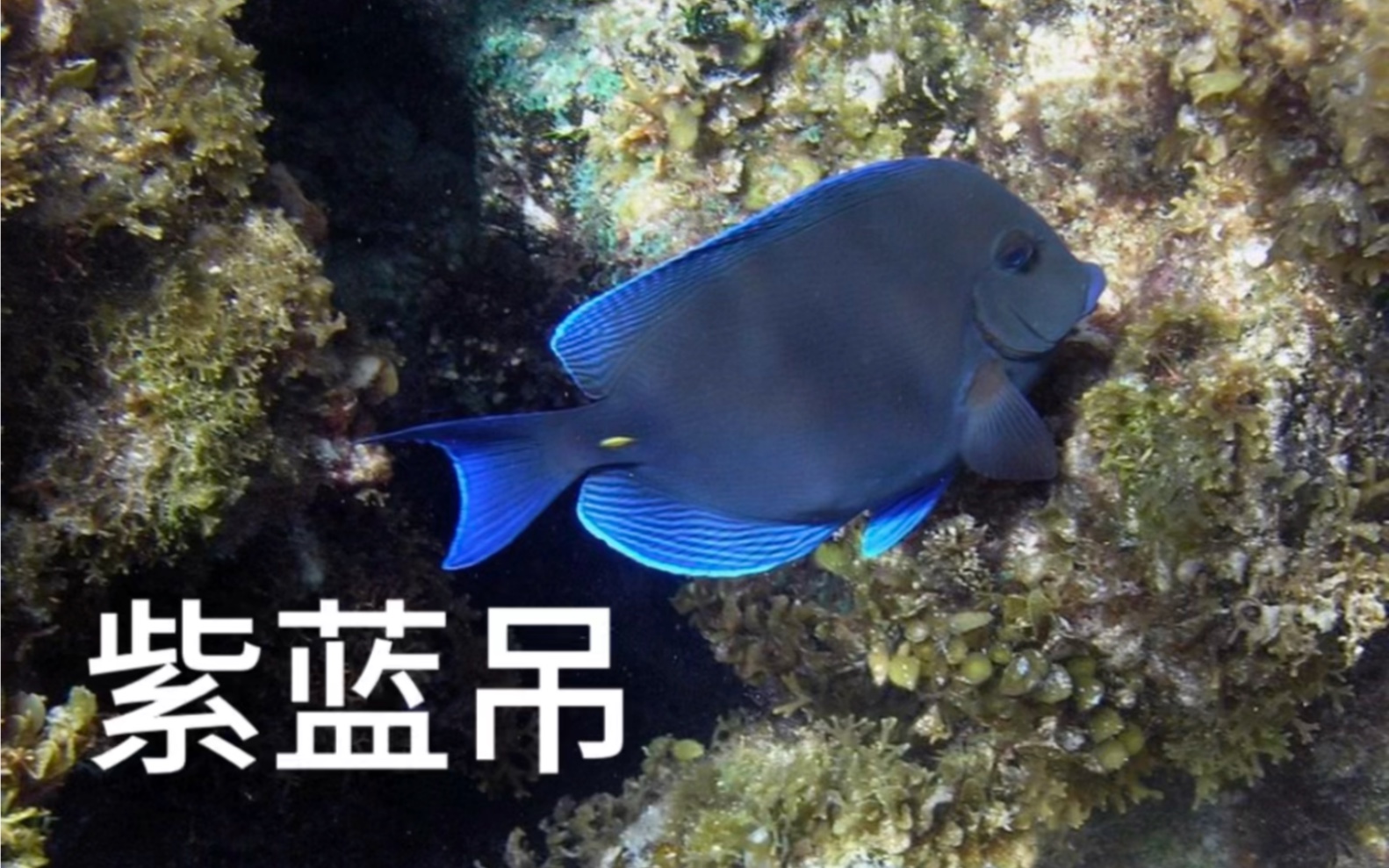 紫蓝吊海水鱼