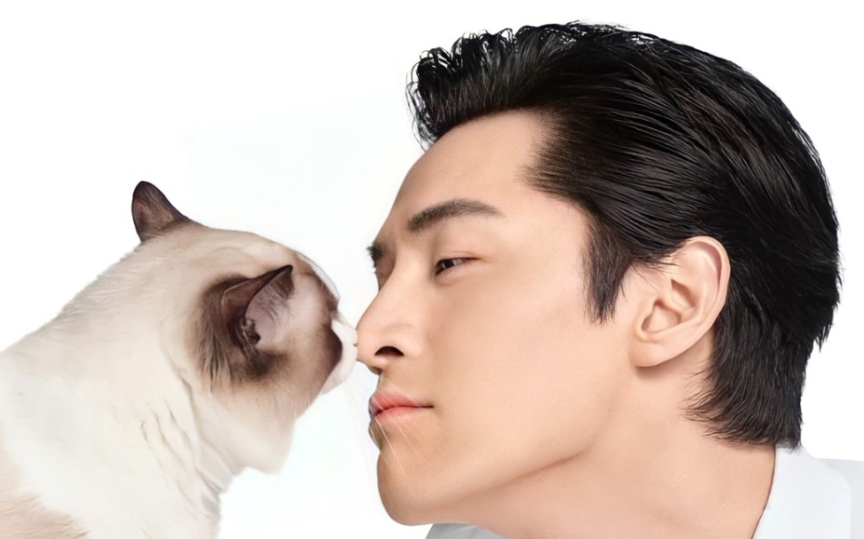 胡歌胡猫老黄来了希望你一直都在