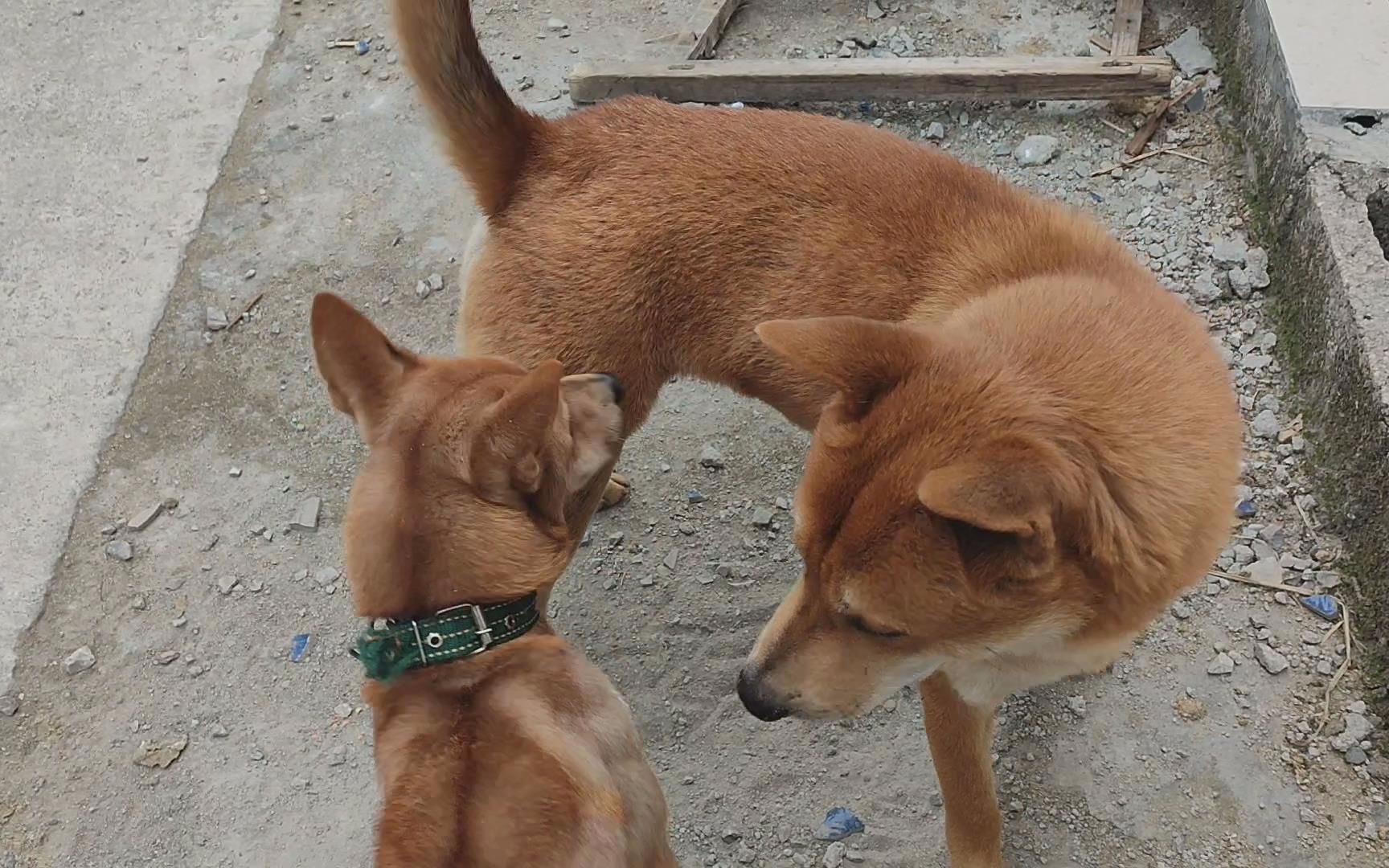 狗王炎神好像又大了,三条50斤土狗的压迫感