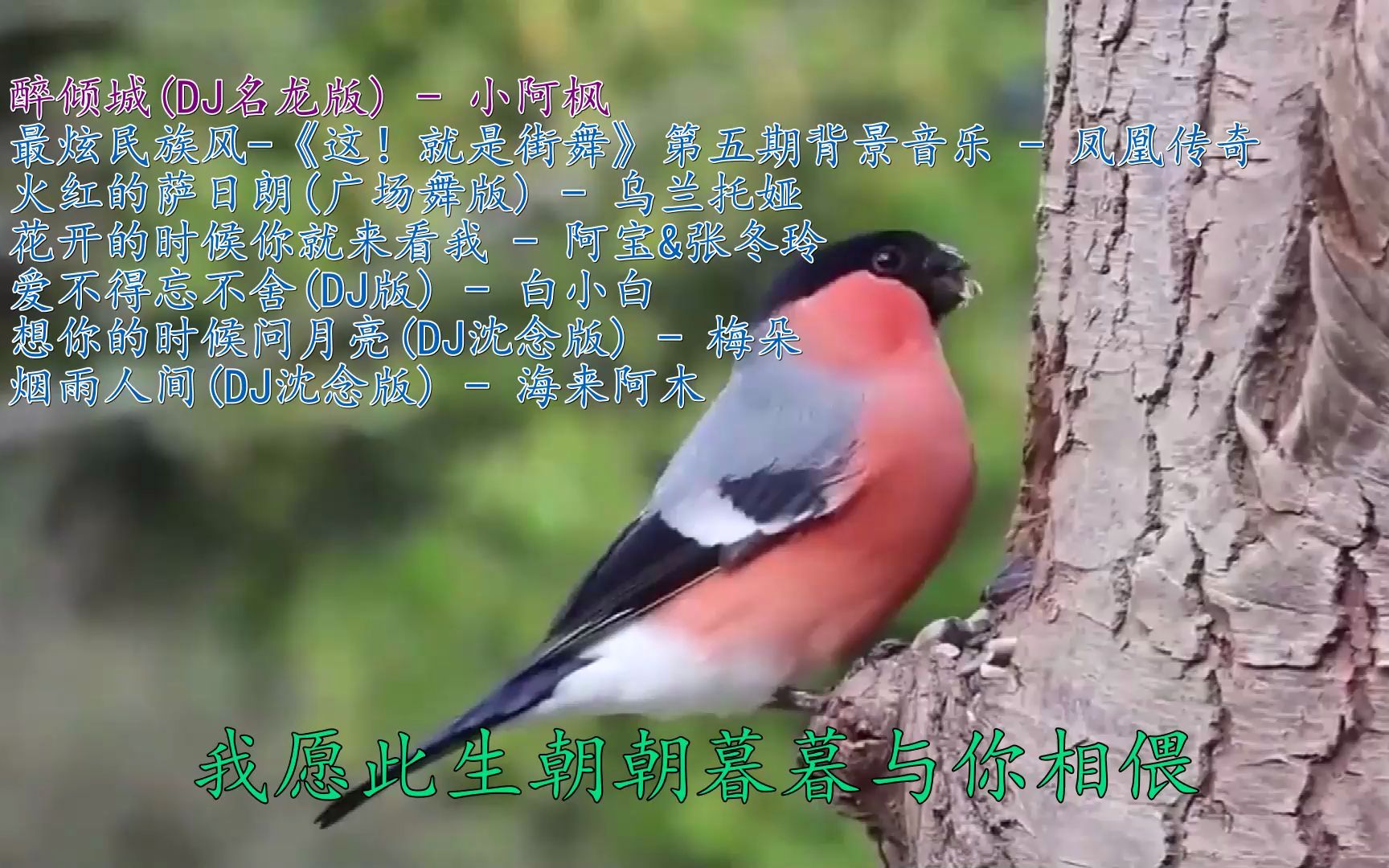 [图]《醉倾城(DJ名龙版) - 小阿枫》+《最炫民族风- 凤凰传奇》+《火红的萨日朗(广场舞版) - 乌兰托娅》