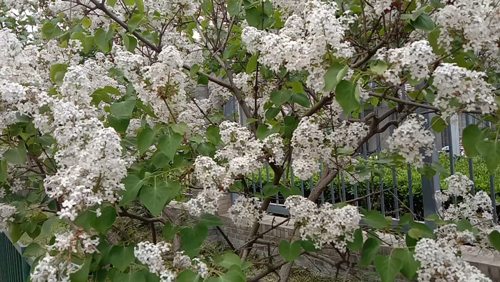 这种白花香极了