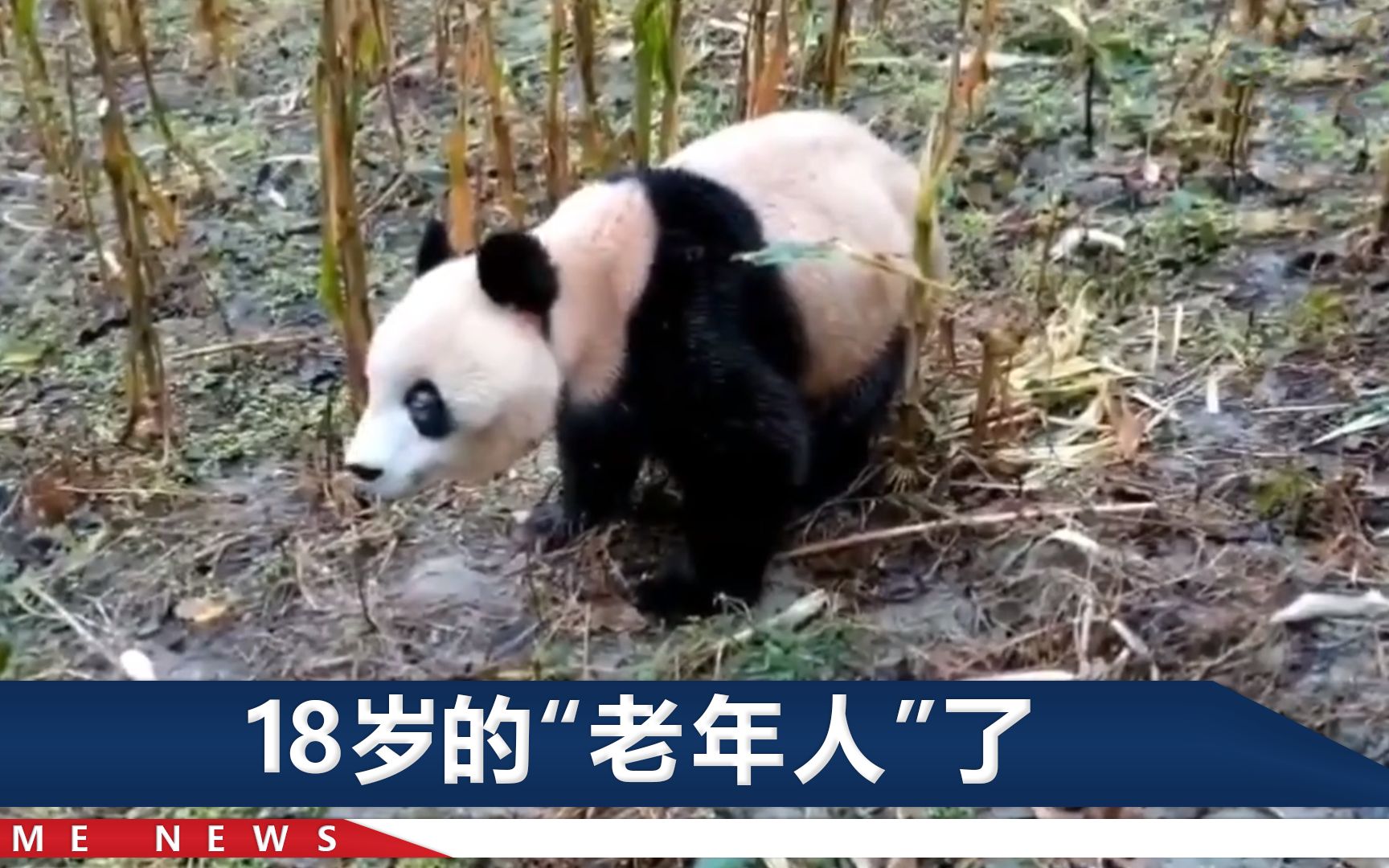 [图]四川野生大熊猫下山掰苞谷，村民：一点不怕人，还摆“造型”