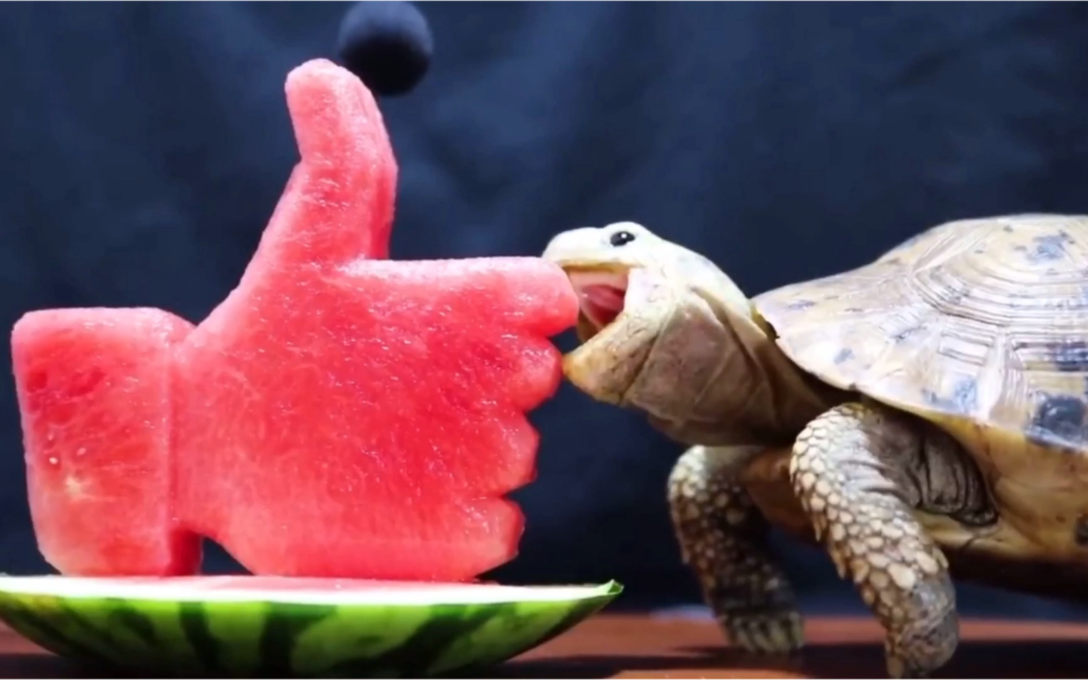 想看乌龟吃西瓜吗 他张大了嘴,却咬了一口