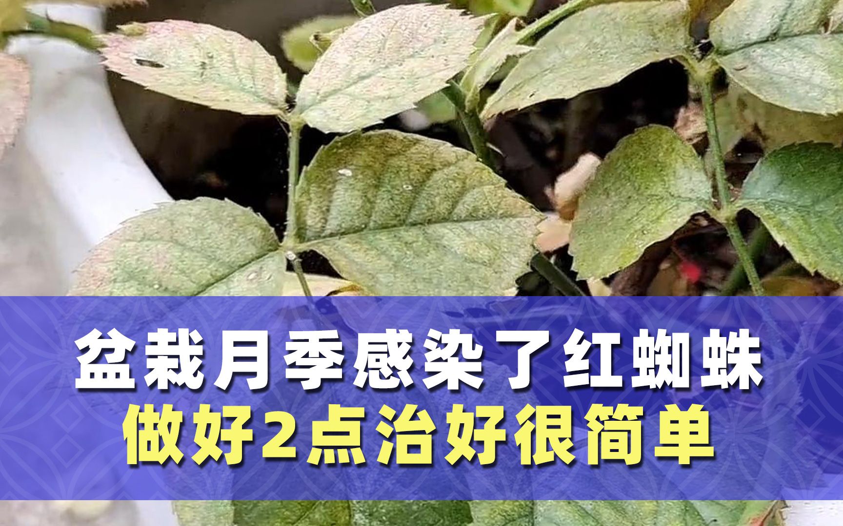 盆栽月季得了红蜘蛛,怎么能快速治好?做好这2个要点,让红蜘蛛无所遁形...哔哩哔哩bilibili