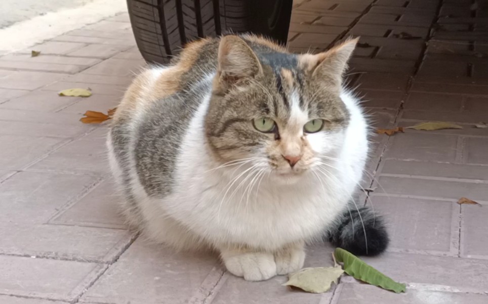 魔鬼筋肉猫_哔哩哔哩 (゜-゜)つロ 干杯~-bilibili