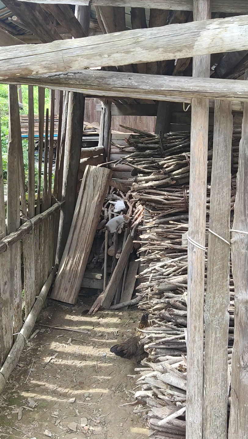 瘦弱的流浪猫一家