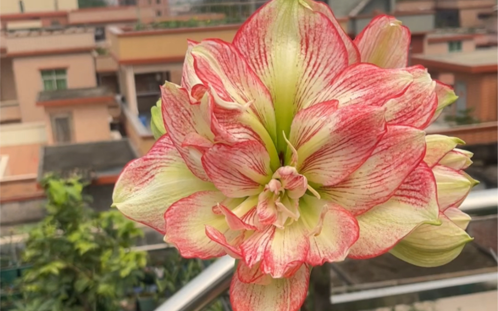 有机姐朱顶红-蔓越莓 #进口朱顶红 #养花是一种乐趣 #我的空中花园