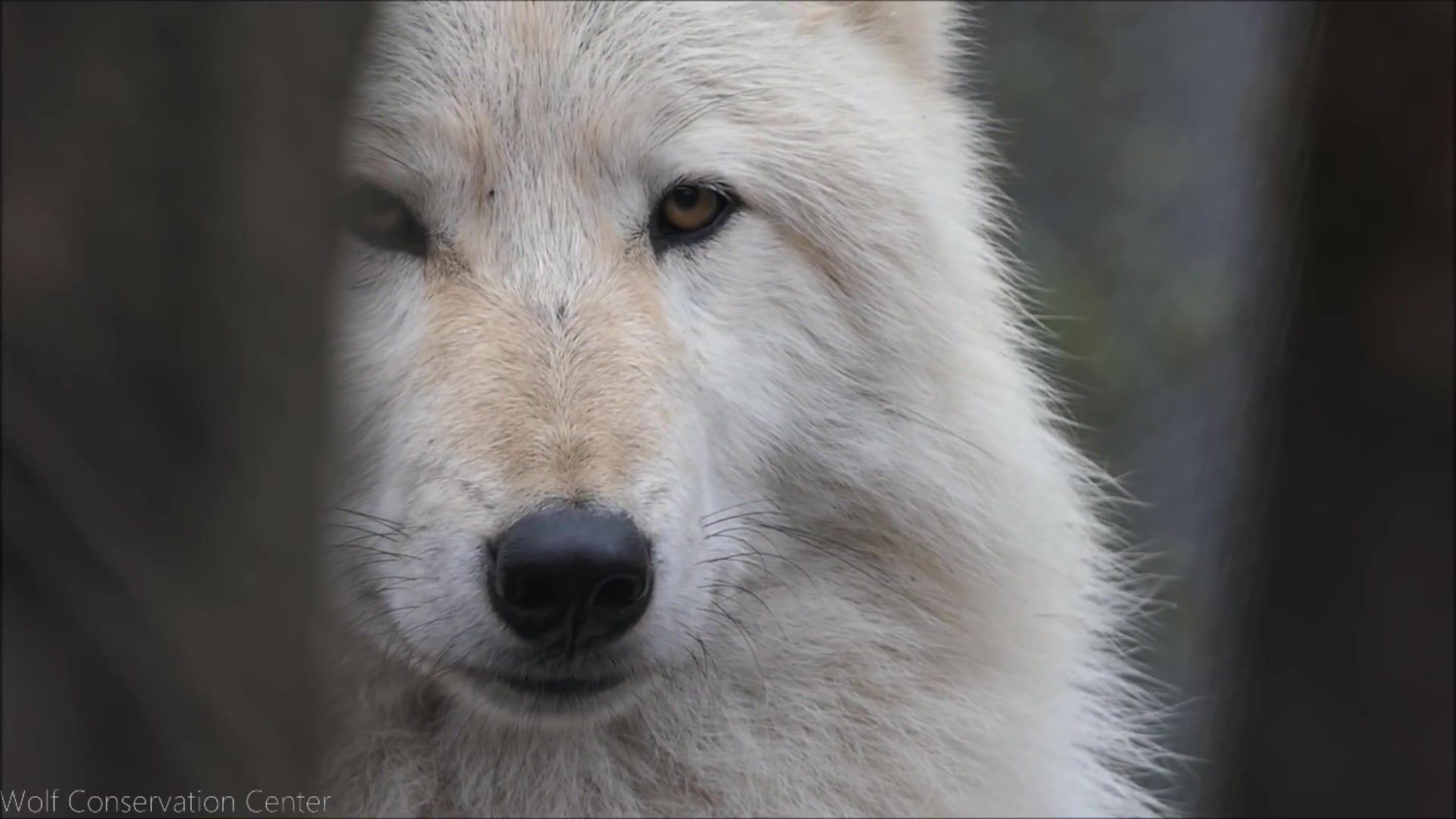 【宠物屋】大白狼在暗中偷偷的观察!