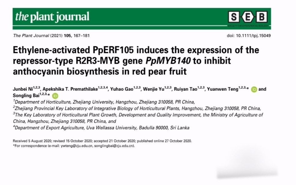 7分钟讲解the Plant Journal高分文章 乙烯诱导的ERF105抑制MYB140的表达从而抑制红啤梨花青苷的积累哔哩哔哩bilibili