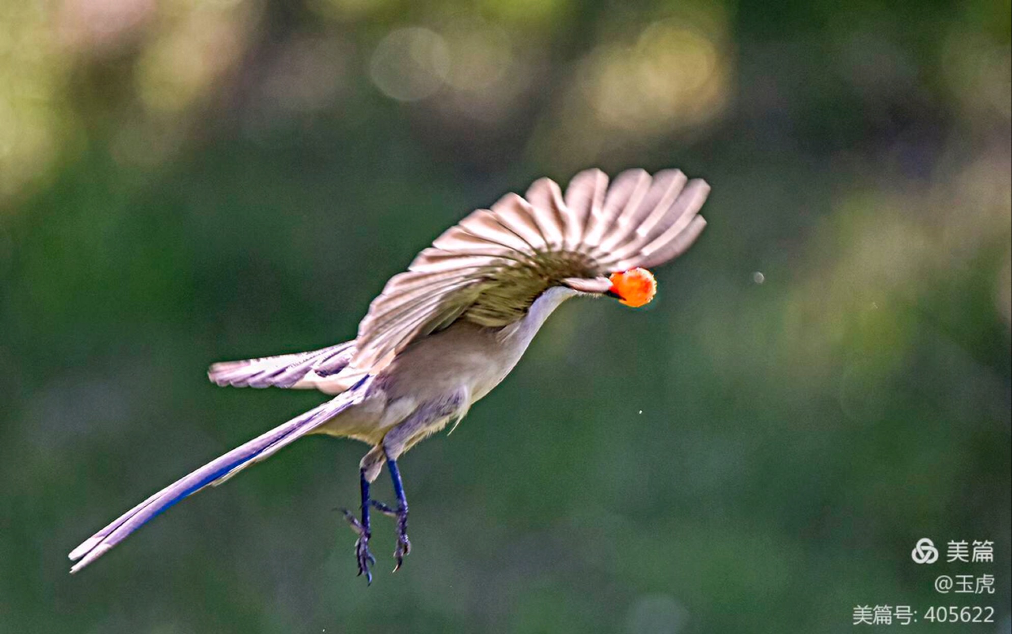 米芾《蜀素帖》第七列_哔哩哔哩_bilibili