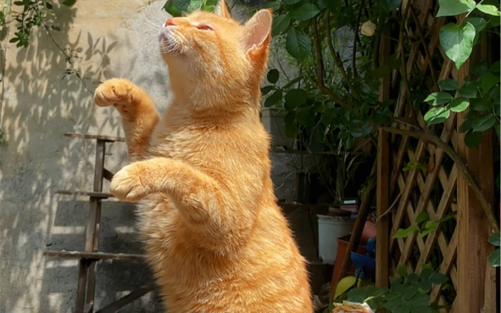 猫握手～击掌～猫坐立