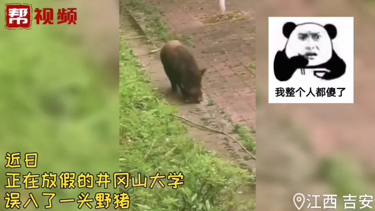 高校放假竟迎来野猪做客,网友:开学第一餐食材?哔哩哔哩bilibili