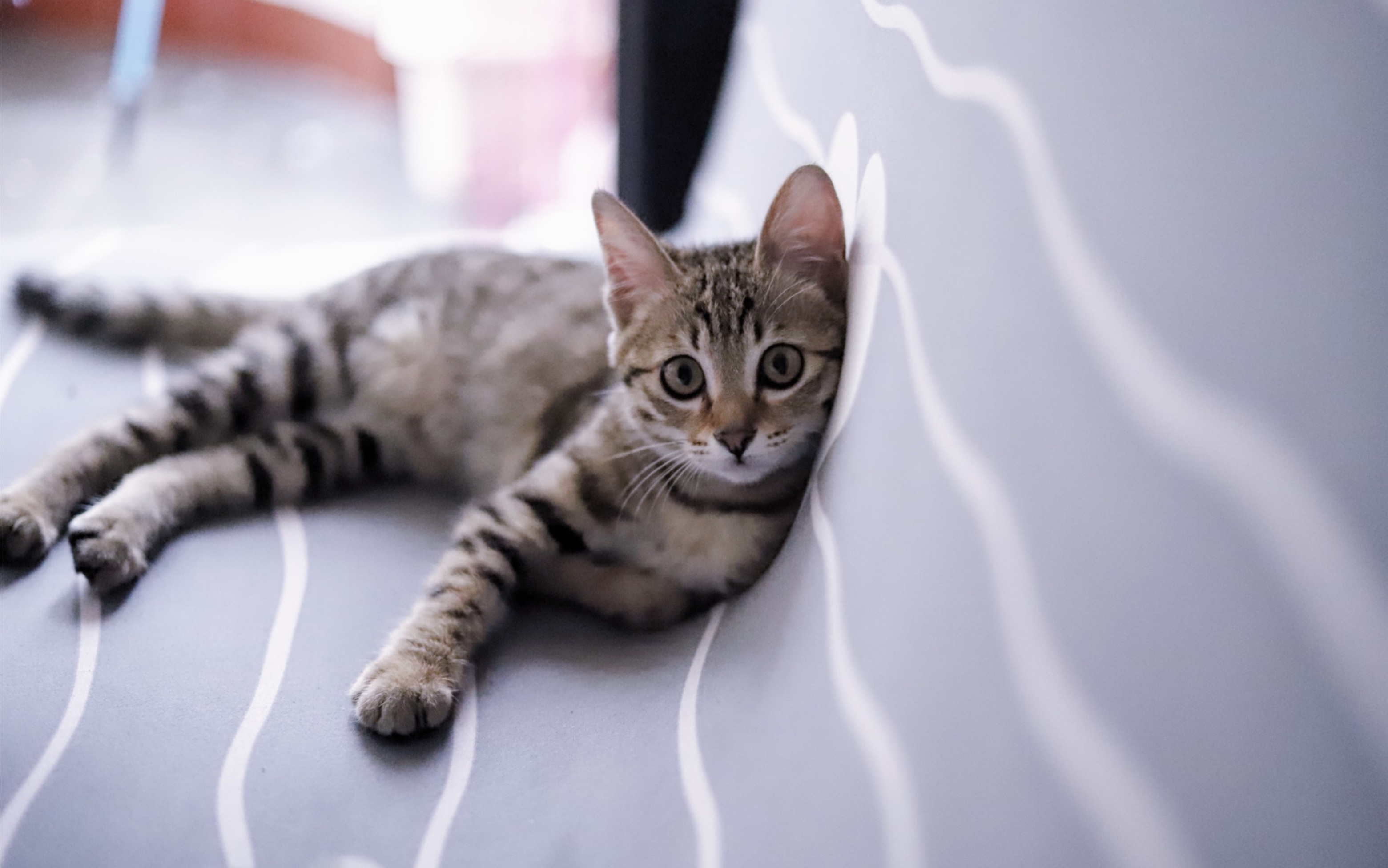 狸花猫宠物摄影小猫咪一岁到两岁的变化有多大