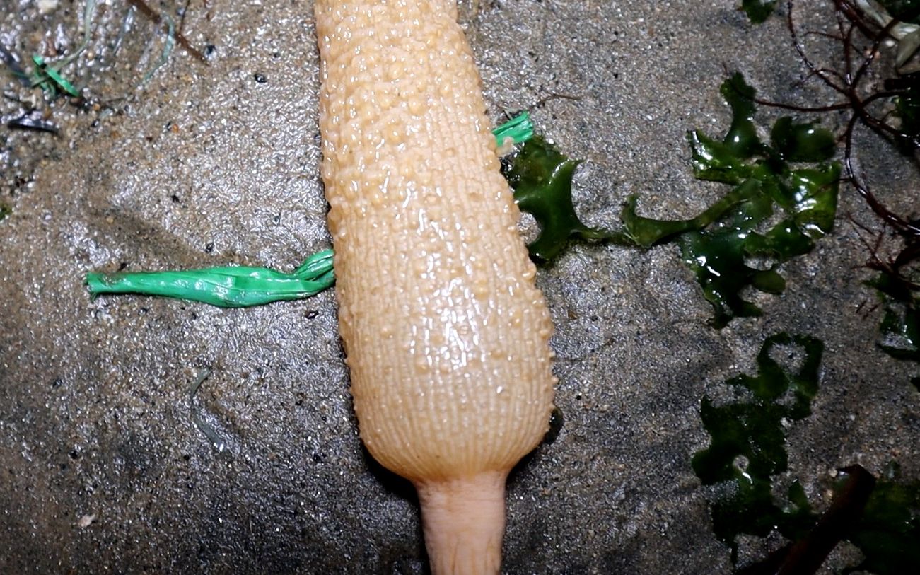 海玉米百科图片