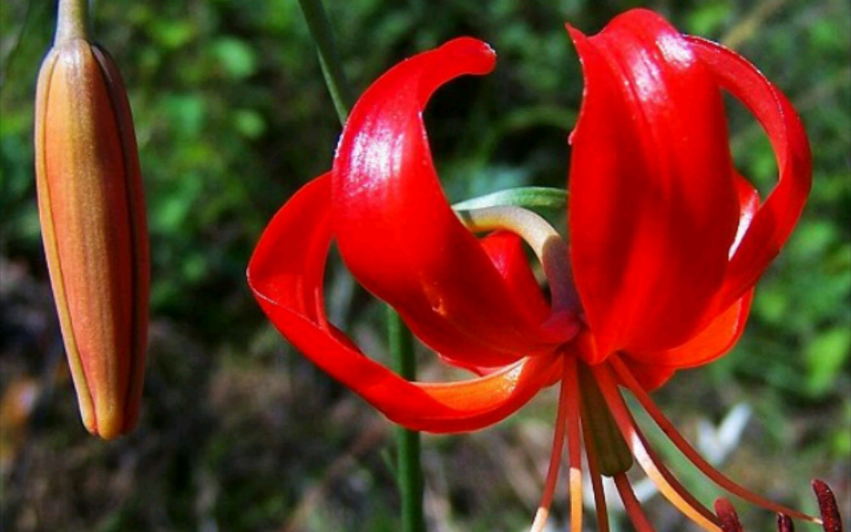 火红的萨日朗cover乌兰托娅