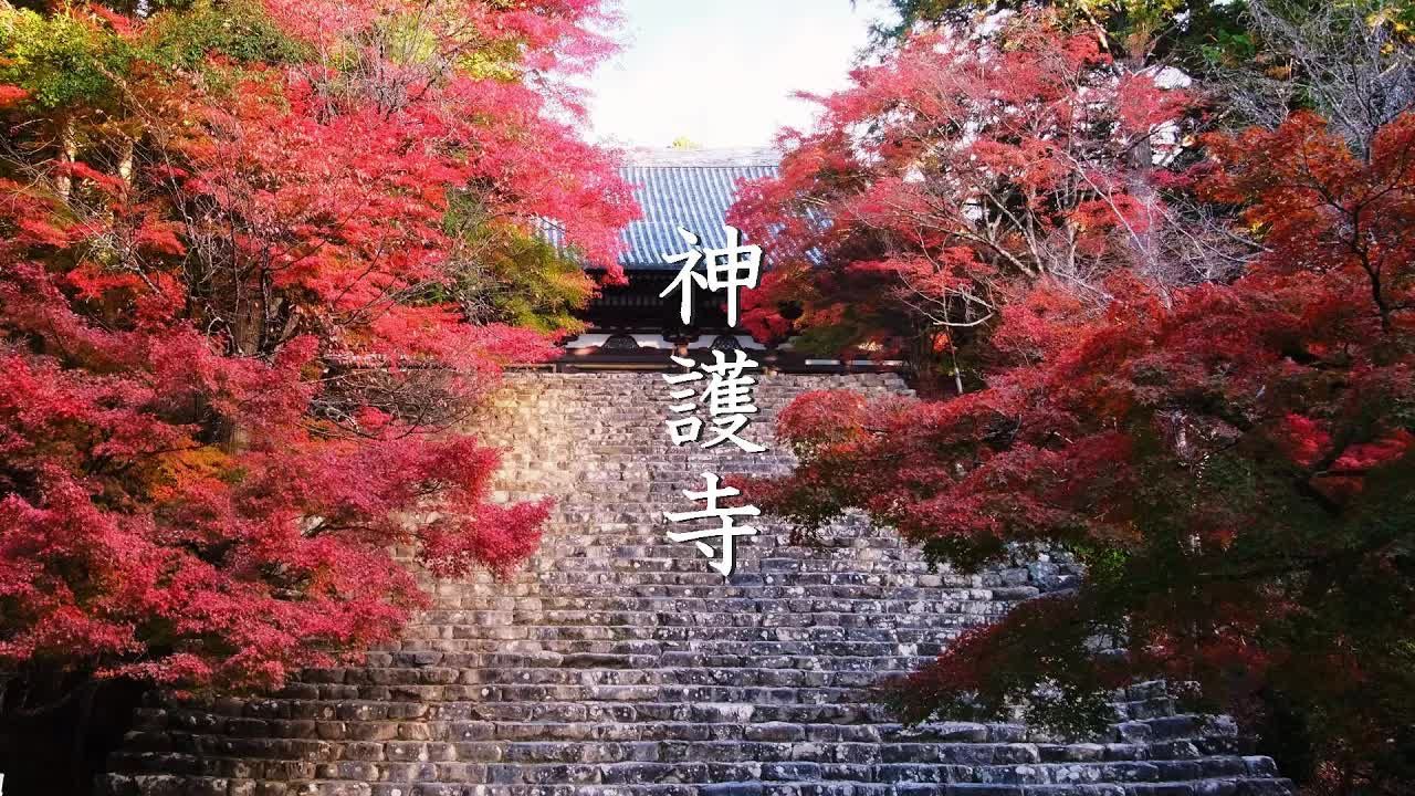 日本旅游 京都的初秋色彩 | 净光寺|境明寺|高赞寺哔哩哔哩bilibili