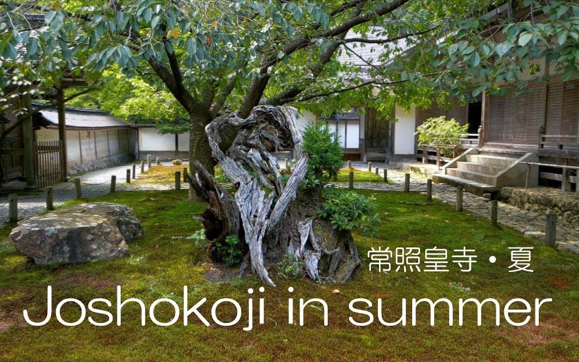 夏の常照皇寺 京都市右京区 2019 Joshokoji in summer Ukyoku, Kyoto Japan哔哩哔哩bilibili