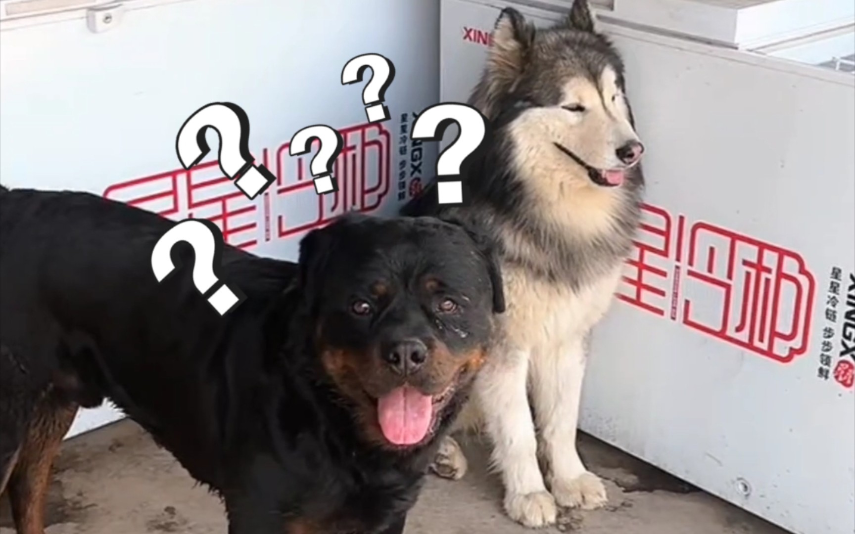 【豫西小丁】3月25日|直播·录播|下午四点场98|恩佐亲近黑妞被黑豹