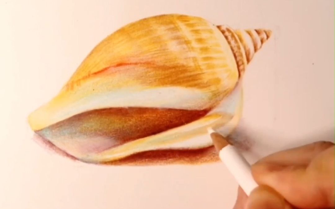彩铅教程丨零基础轻松学彩铅画贝壳