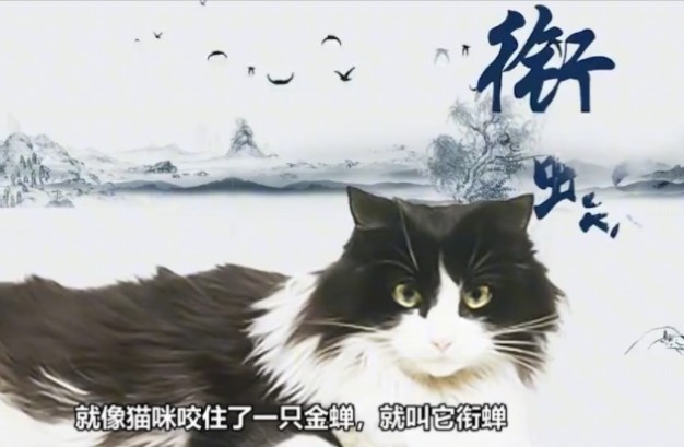 古人给猫咪取的名字有多好听?哔哩哔哩bilibili