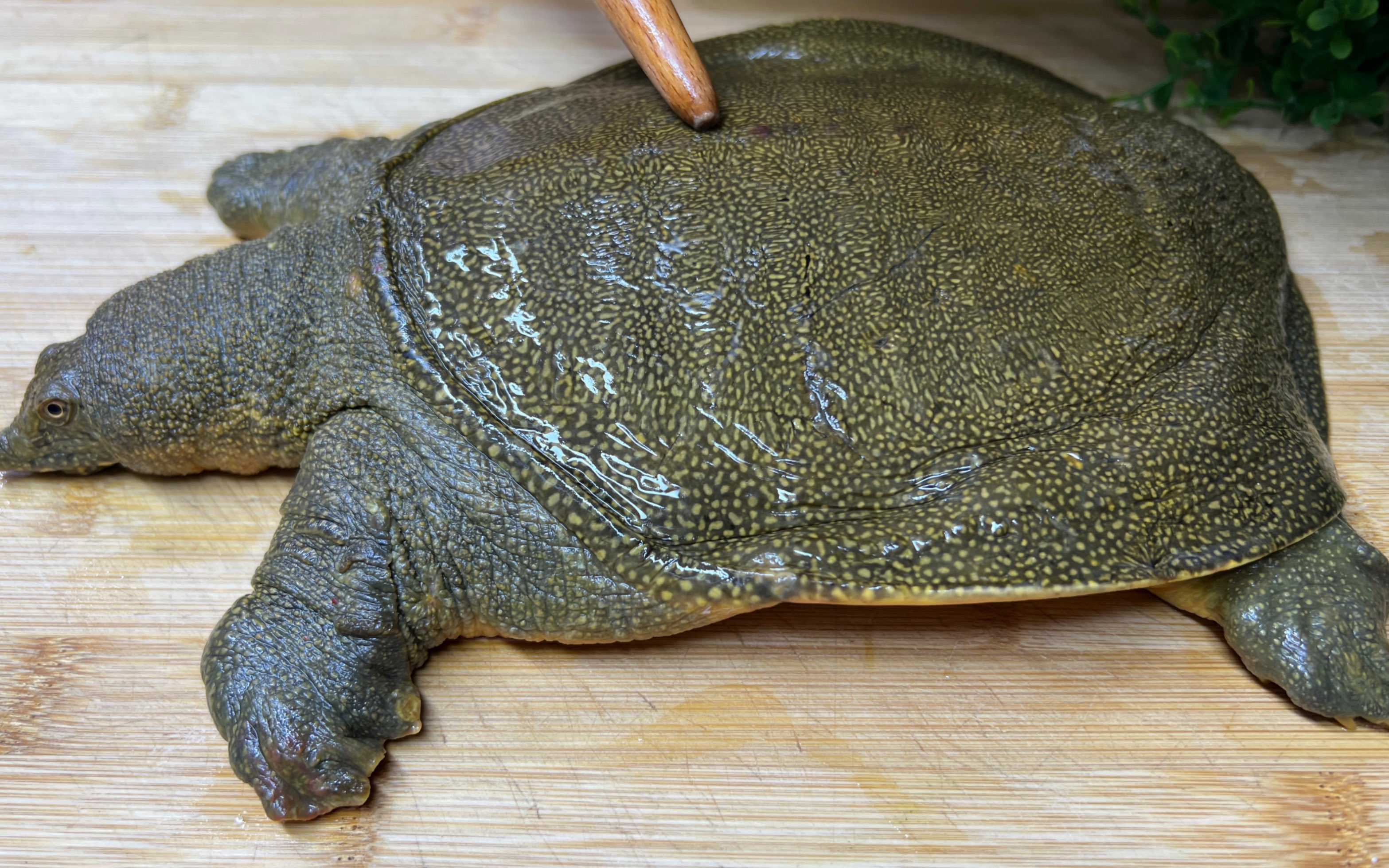 这才是宰杀甲鱼的正确做法,大厨详细讲解,腥味毒素全跑光,超实用