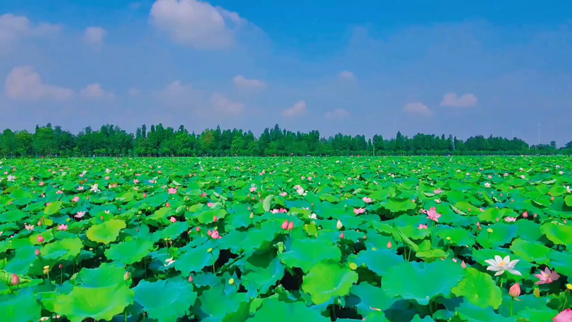 久石譲  风のとおり道  龙猫哔哩哔哩bilibili