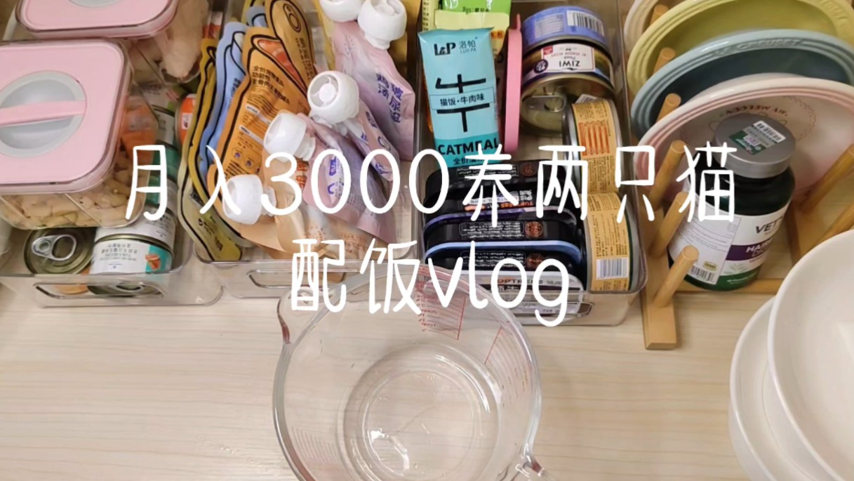 月入3000如何穷养猫哔哩哔哩bilibili