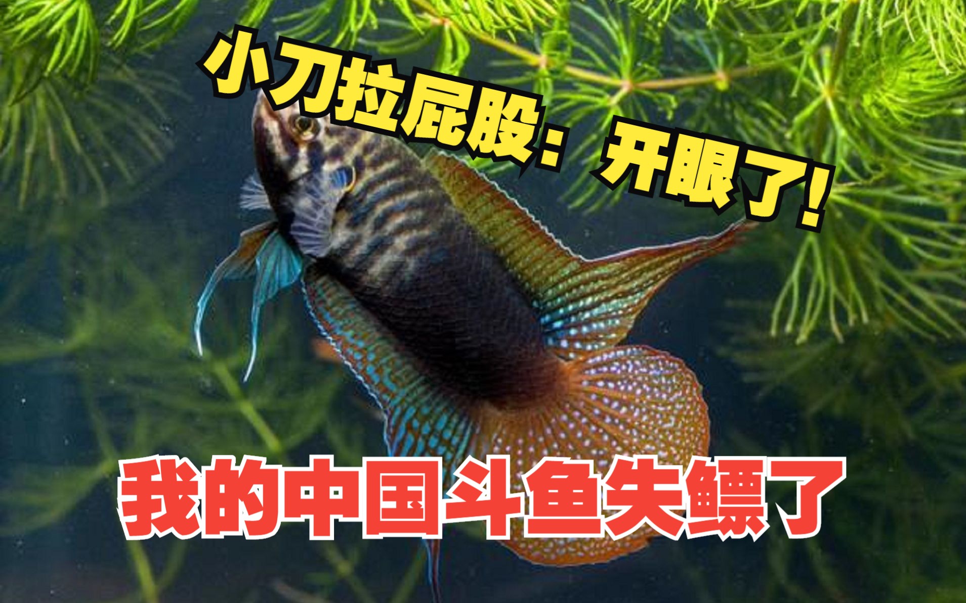 我養的中國鬥魚居然失鰾了!怎麼辦呢?