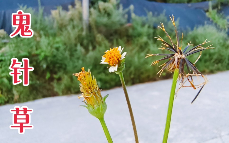 [图]农村常见的鬼针草，不懂是草，懂的人经常采它回家煮水，可厉害了