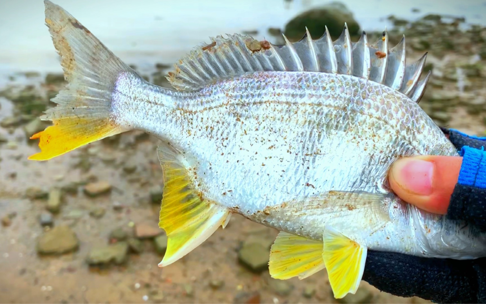 活動 啊濤在南沙磯釣黃腳立餌是沙蠶沉底釣,釣到蝦虎魚燒嘴臘魚黃腳