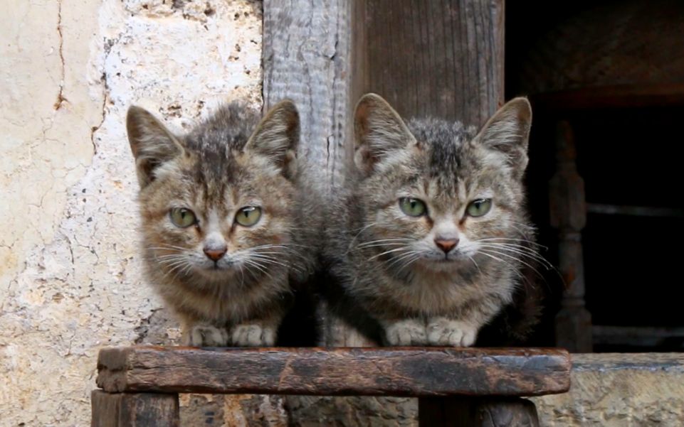 两只狸花猫小仔仔真像猫头鹰,不知道可不可以摸