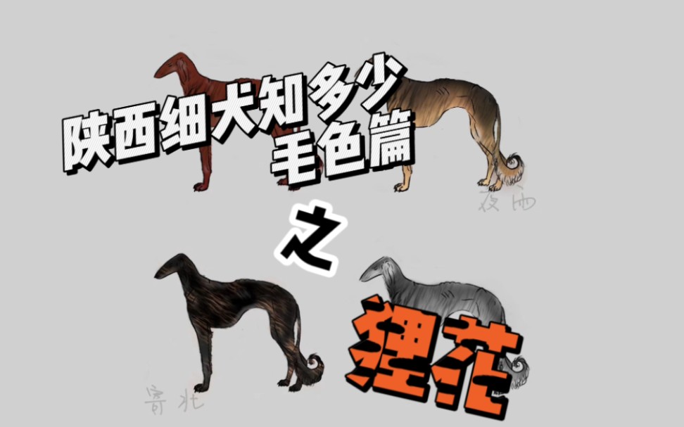 陕西细犬知多少毛色篇之——狸花哔哩哔哩bilibili