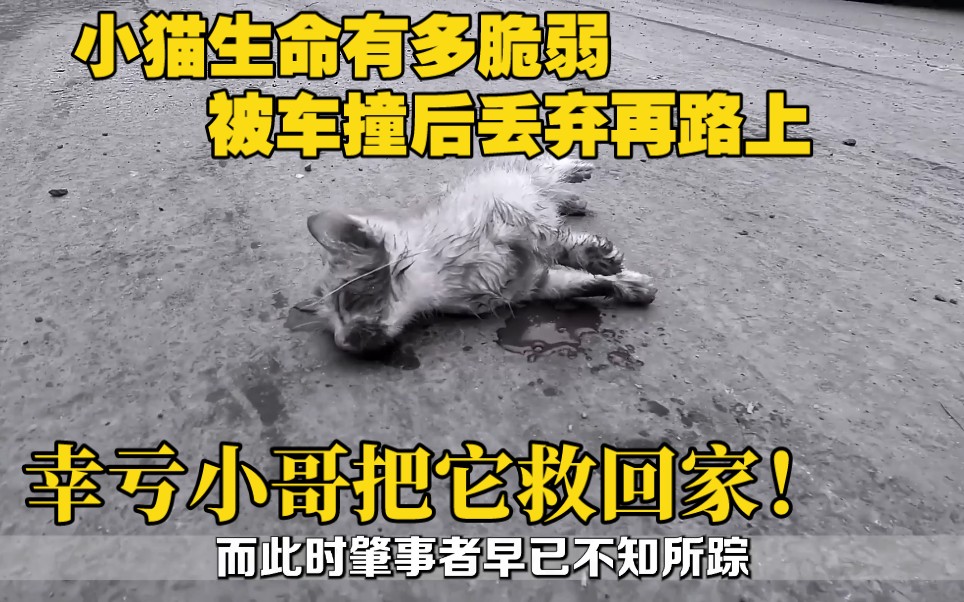 [图]小猫生命有多脆弱！被车撞后丢弃再路上，幸亏小哥把它救回家！