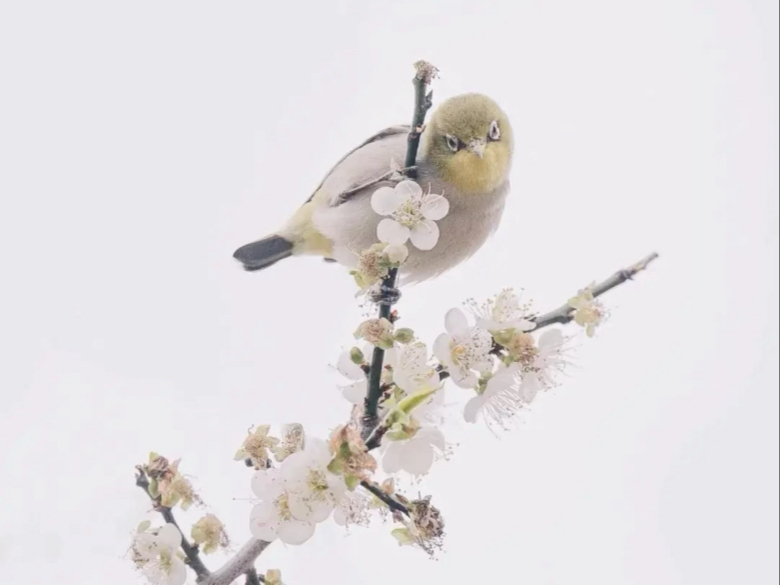 鸟语梅香双杀!广州萝岗香雪的水墨花鸟画哔哩哔哩bilibili