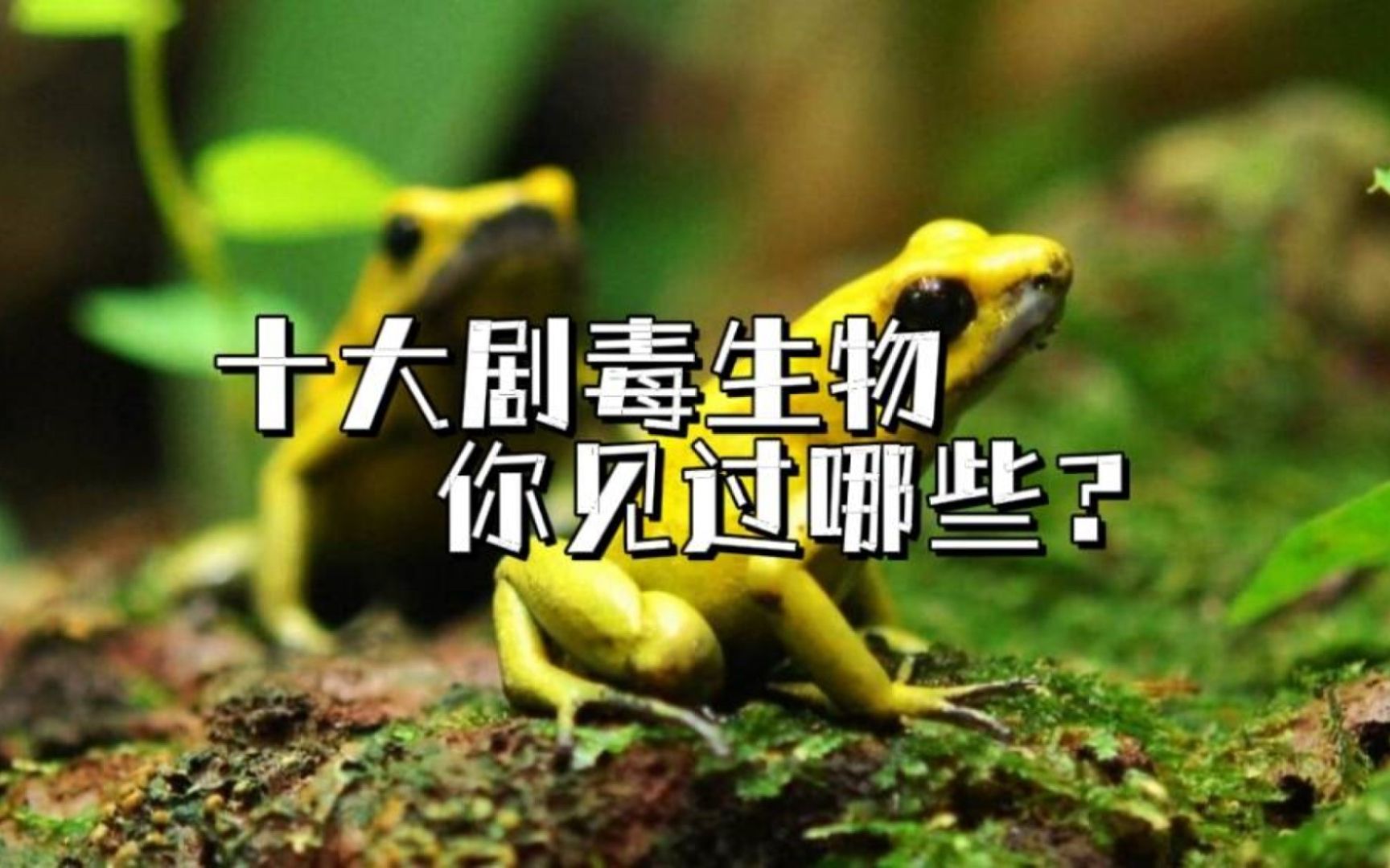 十大剧毒生物最后一种太可怕