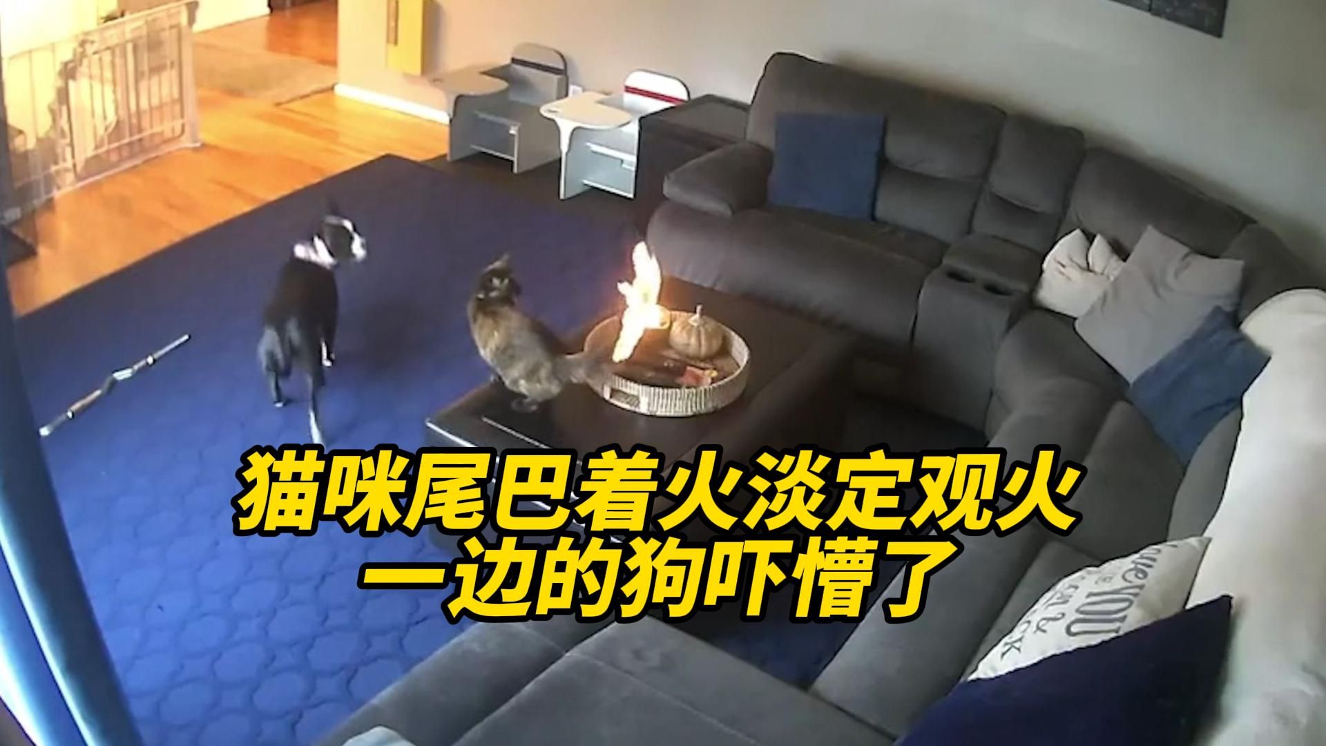 猫咪尾巴着火淡定观火 一边的狗吓懵了