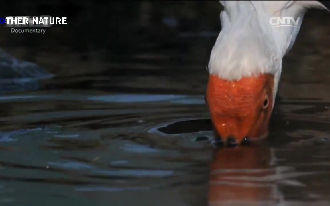 [图]【英语】朱鹮保护歌 Crested Ibis