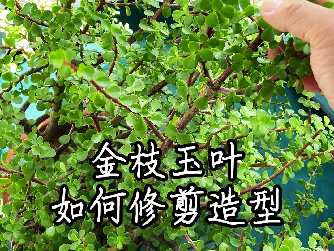 金枝玉叶如何修剪造型?