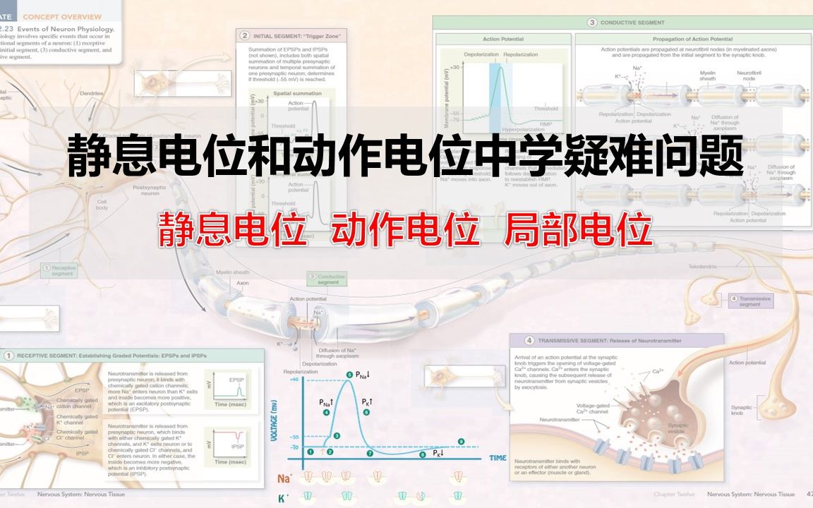 中学神经电位的产生和传导机制哔哩哔哩bilibili