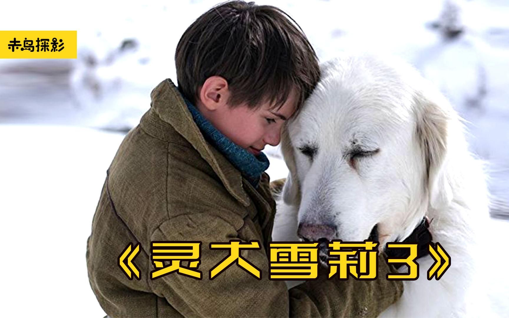 [图]男孩儿为了保护狗狗，离家出走，与坏人斗智斗勇《灵犬雪莉3》