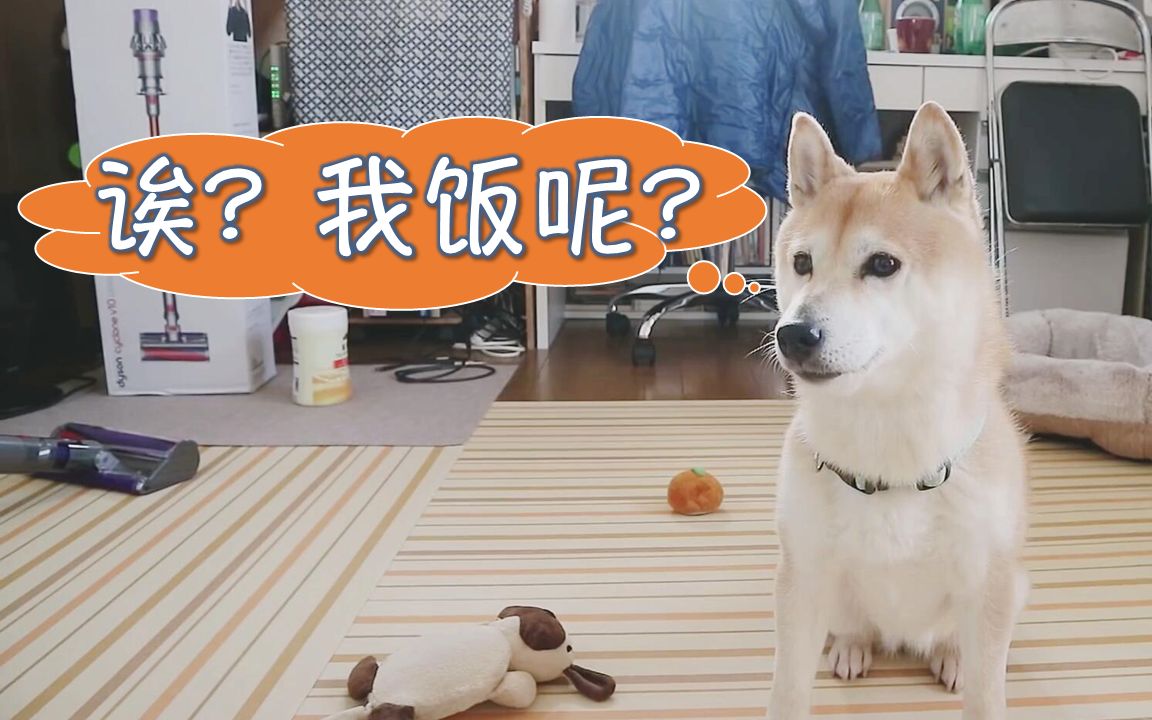 柴犬生气!主人说好去拿吃的却玩起了失踪【柴犬小春】哔哩哔哩bilibili