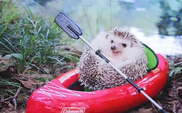 动物圈_生活_bilibili_哔哩哔哩