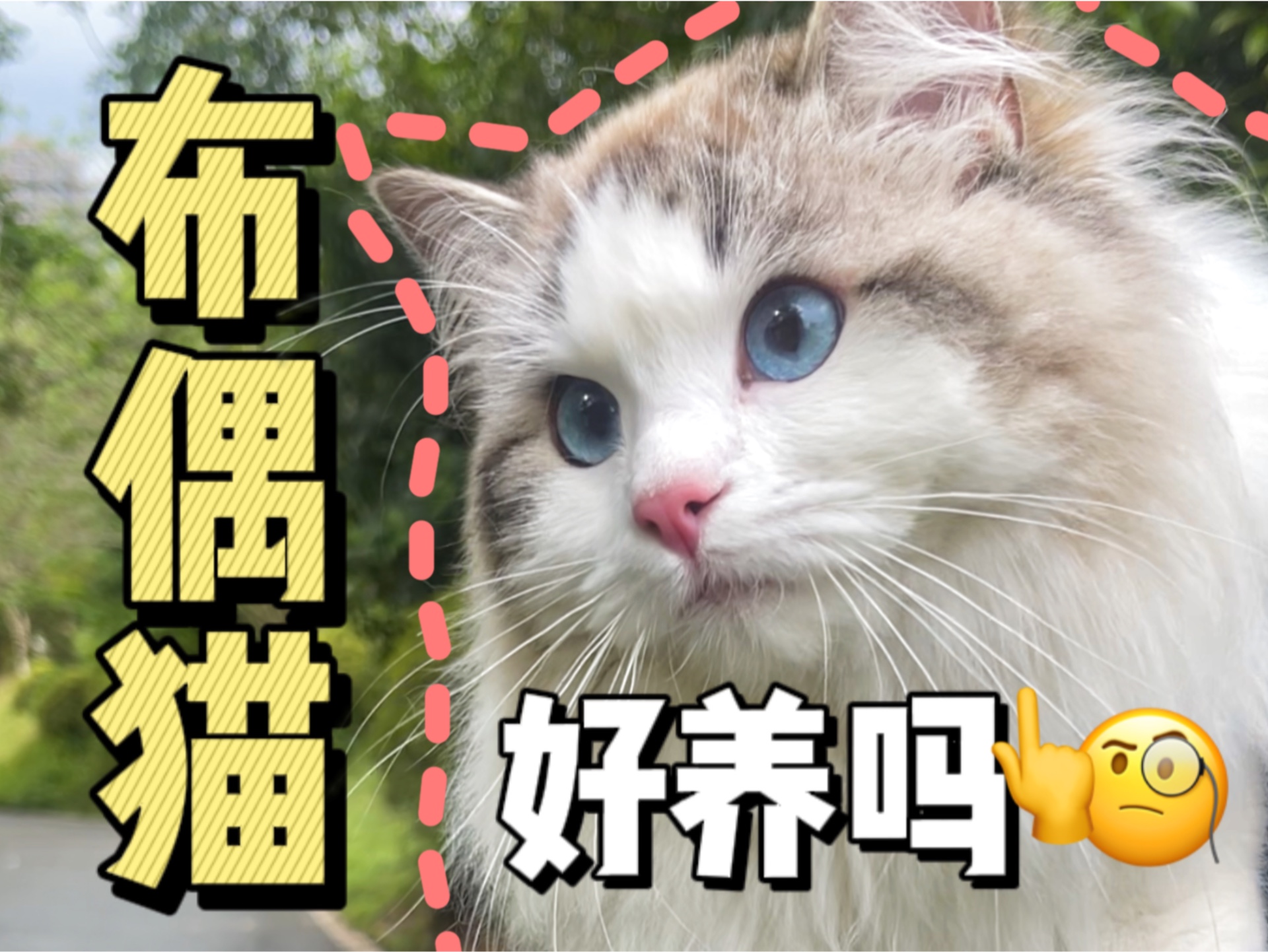 布偶猫好养吗?一条视频告诉你!哔哩哔哩bilibili