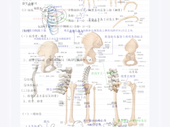 霍琨老师系统解剖学笔记,2r学好解剖学!!哔哩哔哩bilibili