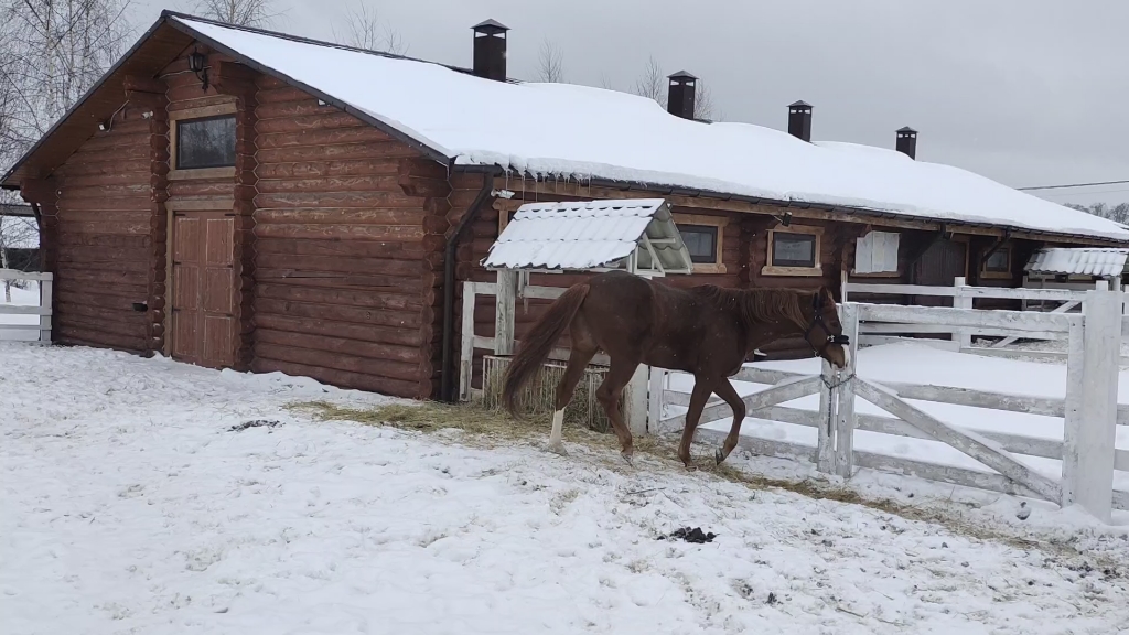 俄罗斯郊区农场的马(参加谢肉节活动时拍摄)